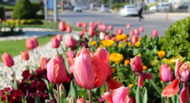 Alaşehir Rengarenk Oldu