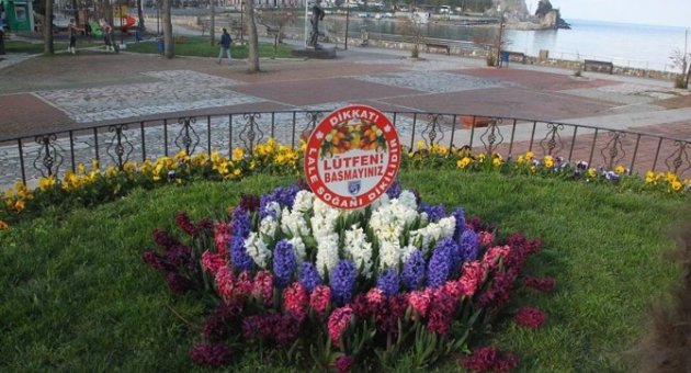 Amasra Çiçek Açtı