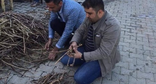 Gercüş Üzümünün Çeşitliliği Araştırılacak