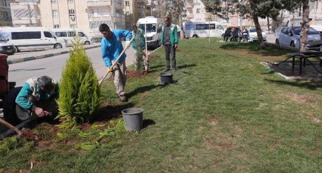 Haliliye Belediyesi Yeşillendirme Çalışmalarını Sürdürüyor