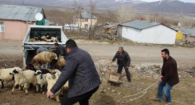 Varto’da Koyun Dağıtımı