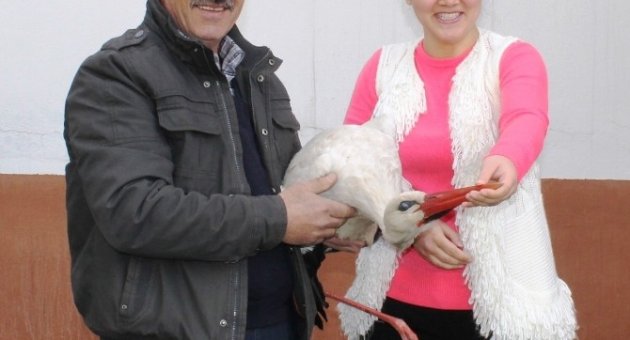 Yaralı Leylek Tedavi Altına Alındı